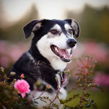 Portrait of a dog in roses. Not purebred dog. Doggie on walk. The large not purebred mongrel.