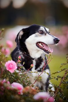 Portrait of a dog in roses. Not purebred dog. Doggie on walk. The large not purebred mongrel.