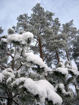 Winter landscape in the wood with pines and snowdrifts
