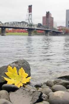 Fall Season Yellow Maple Leaf on the Rocks by the Banks of Willamette River in Portland Oregon with Hawthorne Bridge