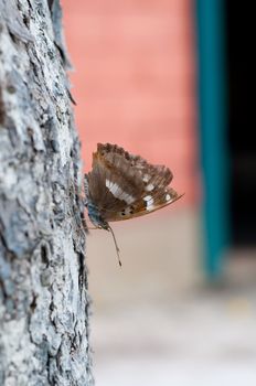 Shot of butterfly sitting on the tree