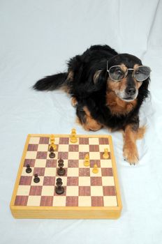 One Smart Black Dog Playing Chess on a White  Background