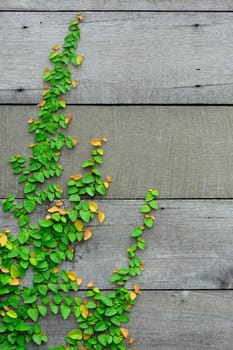 The Green Creeper Plant is nice pattern on the wooden wall for background.