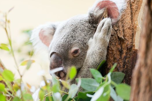 koala a bear sits on a branch of a tree