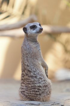 male suricata sits on sand