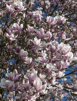 flowering branches of magnolia on background of sky