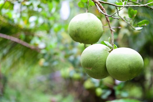 Nature of green coconut