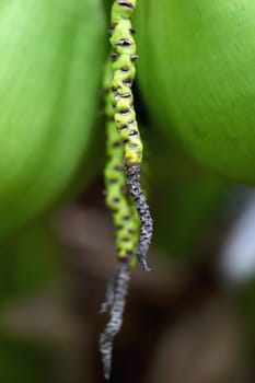 Nature of green coconut