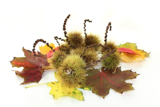 ripe sweet chestnuts against white Hntergrund