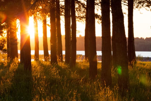 Tree silhouettes and long hay in golden evening sun light