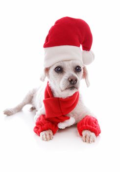 Cosy dog wearing a scarf leg warmers and a santa claus hat for Christmas   White background.