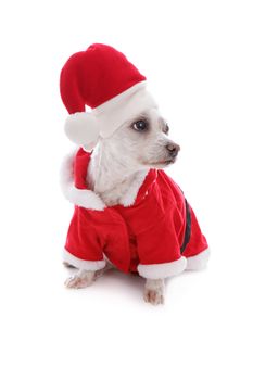 Dog dressed in a Santa Claus costume looks sideways, possibly at your message.  White background.