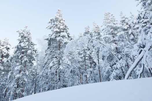 Snowy forest at winter