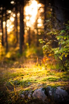 Artistic light in forest