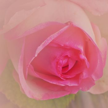 Pink rose in close up, with soft pink color diffusion