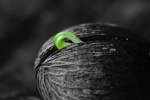 Nature Seedlings are germinated