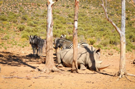 African white rhinos relax during midday heat 