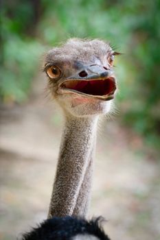 Funny ostrich bird head with stupid look