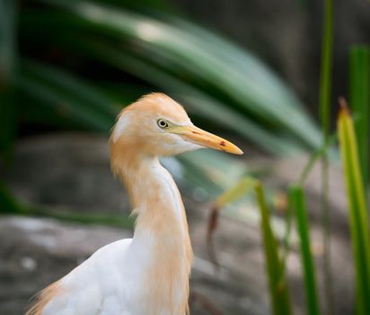 Cattle Egret (Bubulcus ibis) bird is a cosmopolitan species of heron (family Ardeidae).