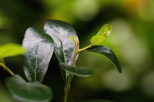 Macro of young foliage on cherry twig