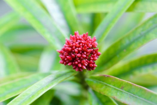 Red flower in the shape of the ball close up