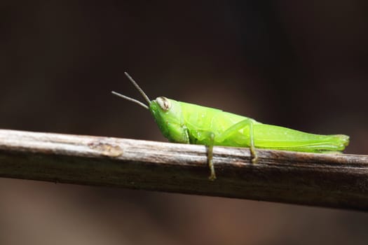 close up of the grasshopper on branch