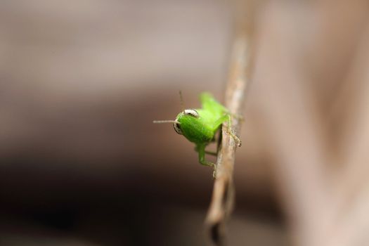 close up of the grasshopper on branch