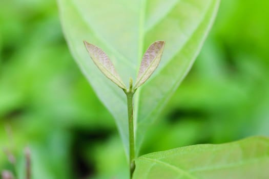 Macro of young foliage on cherry twig