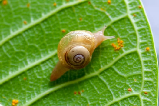 Snail on the green leaves