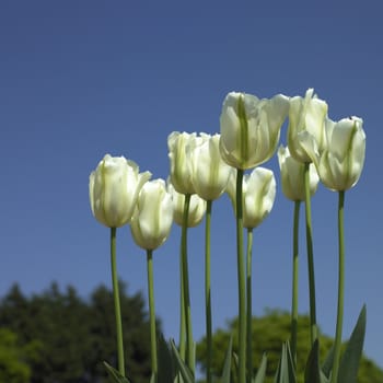 white tulips and blue sky