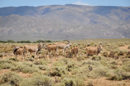 Group of common elands (Taurotragus oryx), the largest of all antelope in Africa at africal bush