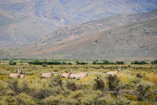 Group of gemsboks or gemsbucks (Oryx gazella) is a large antelope at south Africa bush