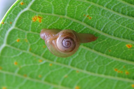 Snail on the green leaves