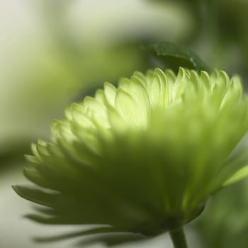 small green chrysanthemum close up