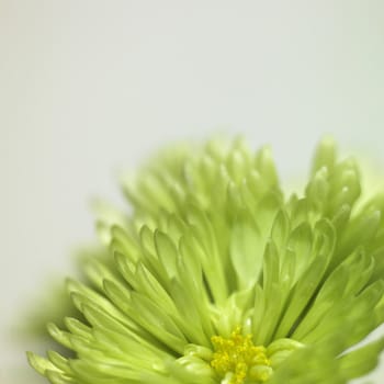 small green chrysanthemum close up