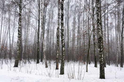 Birch forest in winter covered by snow