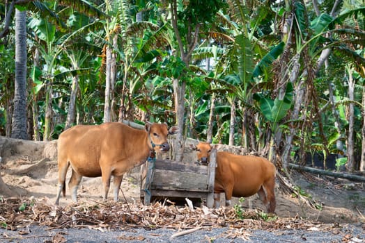 Brown cows near wooden feeding trough with green palm trees at background