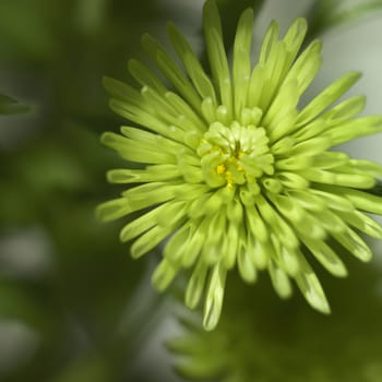 small green chrysanthemum close up