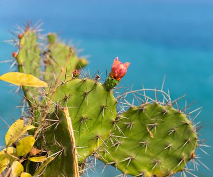Cactus with red flower on  blue sea background (Opuntia Phaeacantha).