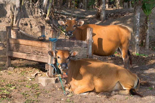 Brown cows near wooden feeding trough 