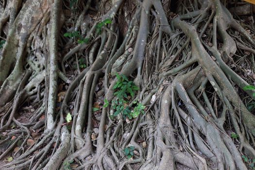 Roots of trees