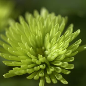 small green chrysanthemum close up