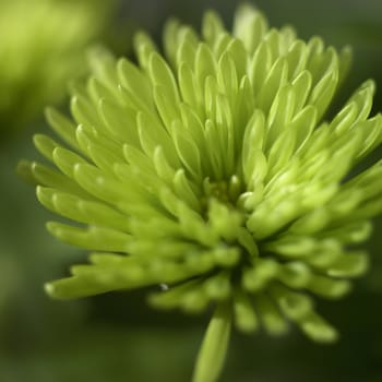 small green chrysanthemum close up