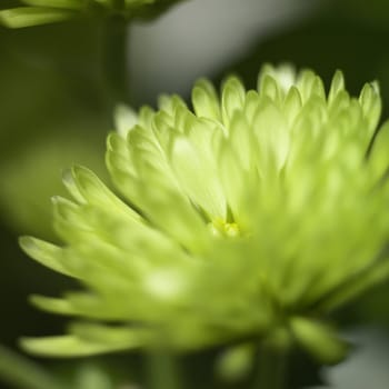 small green chrysanthemum close up