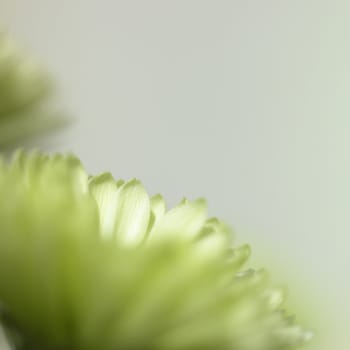 small green chrysanthemum close up