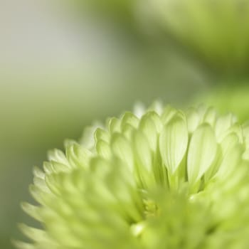 small green chrysanthemum close up