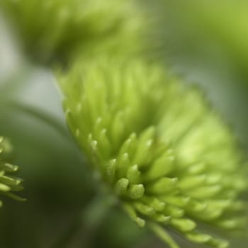small green chrysanthemum close up