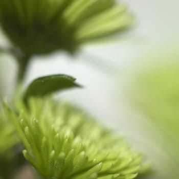 small green chrysanthemum close up
