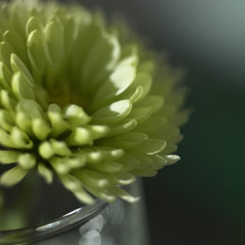 small green chrysanthemum close up