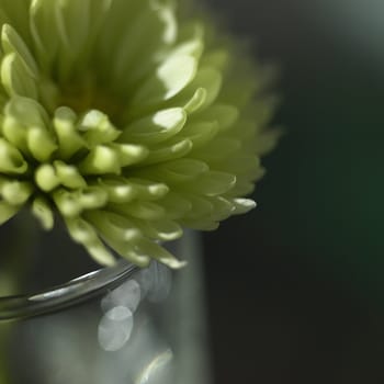 small green chrysanthemum close up